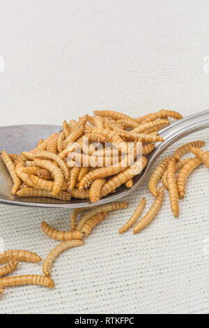 Mealworms commestibili / Tenebrio molitor in cucchiaio da cucina come un ingrediente ricco di proteine, insetti commestibili / insetti commestibili sono nuovi super. Gli insetti come cibo Foto Stock