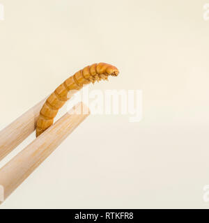 Mealworms commestibili / Tenebrio molitor e bacchette. Ricca di proteina commestibile bugs sono nuovi super. Gli insetti commestibili astratta, bizzarri insetti come cibo Foto Stock