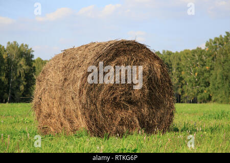 Grande baia di fieno rotolare in un campo verde e blu cielo Foto Stock