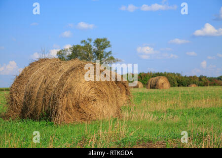 Grande baia di fieno rotolare in un campo verde e blu cielo Foto Stock