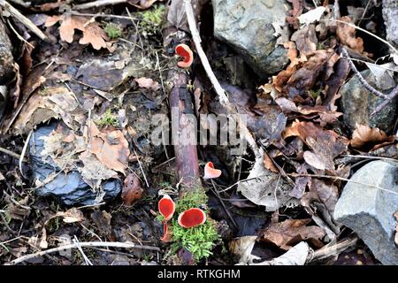 Scarlet Elf cup (cap), sul ramo di albero in una fila verticale a. Sarcoscypha coccinea. Foto Stock