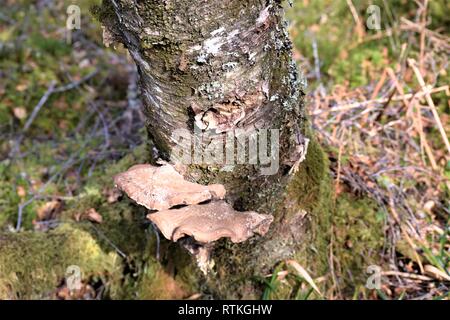 Staffa di due funghi sulla betulla, visto dall'alto. Piptoporus betulinus. Foto Stock