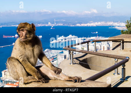 Magot Barberia scimmie macaca sylvanus ape a Gibilterra Foto Stock