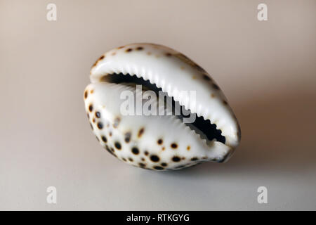 Still Life foto di un bel lucido, spotted cowrie shell su un tavolo bianco. Bel ricordo di una vacanza al mare. Macro immagine con colori. Foto Stock