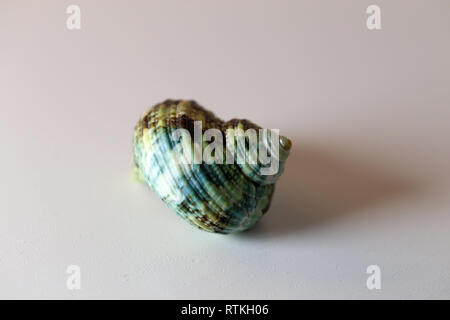 Still Life foto di un bel verde mare mollusco shell su un tavolo bianco. Bel ricordo di una vacanza al mare. Macro immagine con colori. Foto Stock