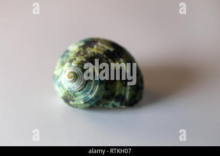 Still Life foto di un bel verde mare mollusco shell su un tavolo bianco. Bel ricordo di una vacanza al mare. Macro immagine con colori. Foto Stock
