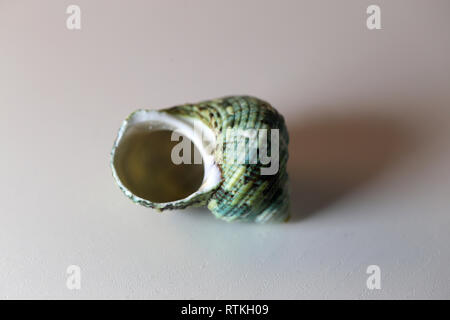 Still Life foto di un bel verde mare mollusco shell su un tavolo bianco. Bel ricordo di una vacanza al mare. Macro immagine con colori. Foto Stock