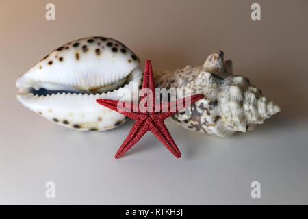 Still Life foto di bella mista conchiglie colorate su un tavolo bianco. Grazioso negozio di souvenir da una vacanza al mare. Macro immagine con colori. Foto Stock