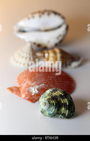 Still Life foto di bella mista conchiglie colorate su un tavolo bianco. Grazioso negozio di souvenir da una vacanza al mare. Macro immagine con colori. Foto Stock