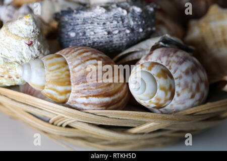 Still Life foto di un colorate conchiglie misti in un cestello di marrone. Bel ricordo di una vacanza al mare. Macro immagine con colori. Foto Stock