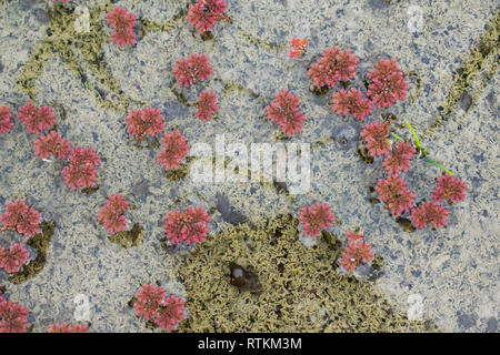 Galleggiante rosso mosquito fern su acqua chiara con algea marrone e gusci di lumaca Foto Stock