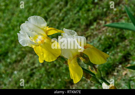 Vista del variegato di bianco e giallo iris fiore che sboccia in primavera, Sofia, Bulgaria Foto Stock