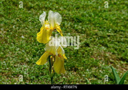 Vista del variegato di bianco e giallo iris fiore che sboccia in primavera, Sofia, Bulgaria Foto Stock