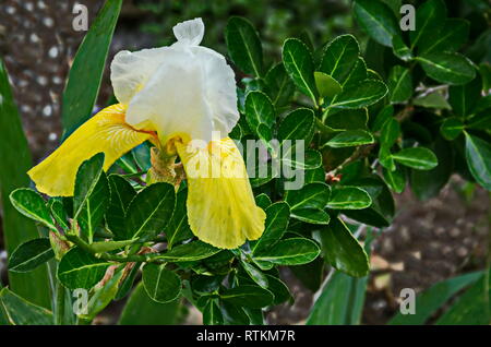 Vista del variegato di bianco e giallo iris fiore che sboccia in primavera, Sofia, Bulgaria Foto Stock