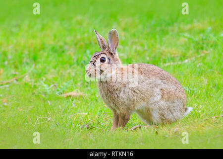 Comune Europeo di coniglio (oryctolagus cuniculus) seduto in erba n campo durante Spingtime sason. Foto Stock