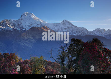 La vista da Tadapani nella regione di Annapurna in Nepal Foto Stock