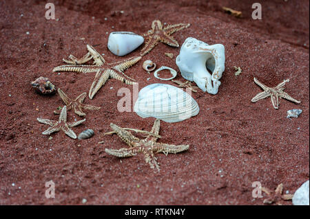 Stella di mare e conchiglie giacente sul rosso Rabida Island Beach, Isole Galapagos, Ecuador Foto Stock