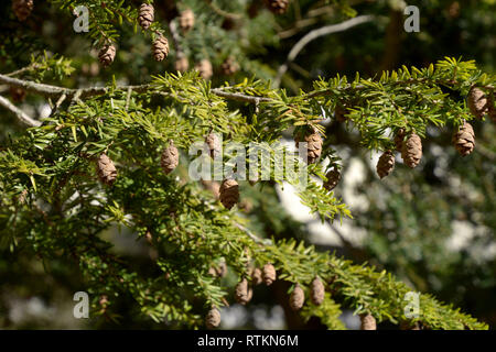 Rami con molti coni di un giovane coast redwood tree macro shot, evergreen Sequoia sempervirens tree con nuovi germogli e coni in primavera Foto Stock