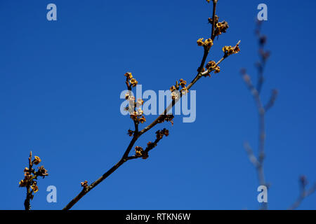 Fioritura di hamamelis virginiana nel mese di marzo nella parte anteriore del cielo blu, american strega-hazel fiori singolo ramo in primavera Foto Stock