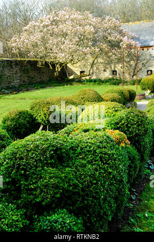 Copertura box che mostra i primi segni di avvizzimento di scatola con una fioritura magnolia in background - Giovanni Gollop Foto Stock