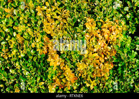 Close-up con scatola di copertura che mostra i primi segni di blight - Giovanni Gollop Foto Stock