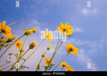 Ant vista fiore Starburst sul cielo blu Foto Stock