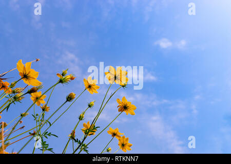 Ant vista fiore Starburst sul cielo blu Foto Stock