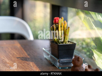 Cactus con fiore rosso in pot nero sul tavolo di legno con la luce del mattino Foto Stock