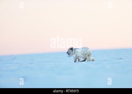 Vulpes lagopus - Bianco volpe polare - la fauna selvatica scene di azione dalla natura artica Foto Stock