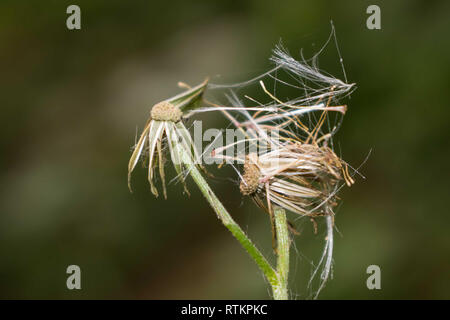 Essiccata la testa di tarassaco, sfondo sfocato, wildfower Foto Stock