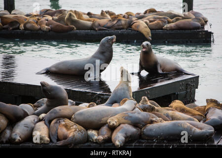 Pier 39, Fishermans Wharfe, San Francisco Foto Stock