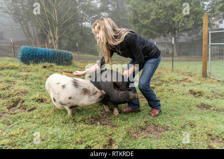 Issaquah, Washington, Stati Uniti d'America. Donna spazzolando la sua Julianna mini di maiale e il vietnamita panciuta maiale. (PR) (MR) Foto Stock