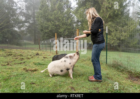 Issaquah, Washington, Stati Uniti d'America. La donna il suo insegnamento Julianna mini di maiale e il vietnamita panciuta suini per sedersi e li gratificante con arachidi. (PR) (MR) Foto Stock
