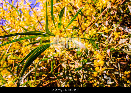 Mimosa. Mimosa in fiore albero. Mimosa fiori di primavera Pasqua sfondo. Foto Stock