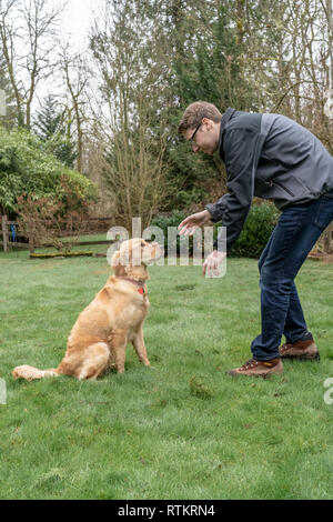 Issaquah, Washington, Stati Uniti d'America. Proprietario collocando un biscotto cane su nove mesi Golden Retriever il naso per dimostrare un trucco di bilanciamento in primo luogo prima di Foto Stock