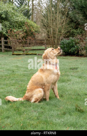 Issaquah, Washington, Stati Uniti d'America. Nove mesi di età Golden Retriever 'Aspen l' esecuzione di un bilanciamento di biscotto trucco. (PR) Foto Stock