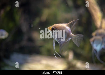 Angelfish (Pterophyllum spp) nuotare in un fiume Foto Stock