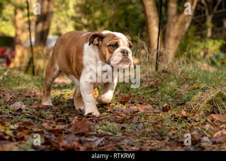 Issaquah, Washington, Stati Uniti d'America. Sei mesi Bulldog inglese 'Petunia a piedi nel suo cortile alberato. (PR) Foto Stock