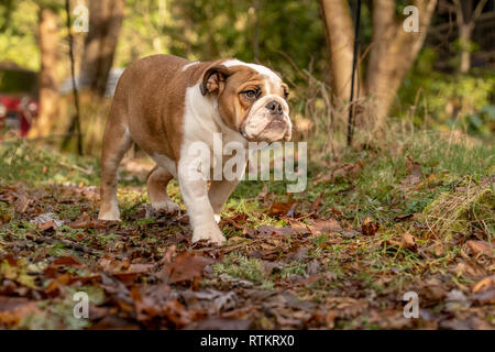 Issaquah, Washington, Stati Uniti d'America. Sei mesi Bulldog inglese 'Petunia a piedi nel suo cortile alberato. (PR) Foto Stock