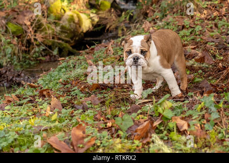 Issaquah, Washington, Stati Uniti d'America. Sei mesi Bulldog Inglese "" di Petunia posa vicino a un piccolo torrente nel suo cortile alberato. (PR) Foto Stock
