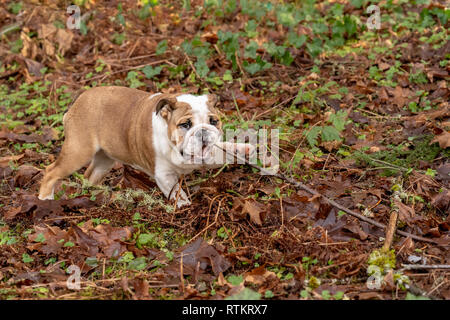Issaquah, Washington, Stati Uniti d'America. Sei mesi Bulldog Inglese "" di Petunia masticare su un bastone nel suo cortile alberato. (PR) Foto Stock