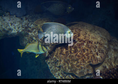 Francese (angelfish Pomacanthus parù) di solito si muove in coppie Foto Stock