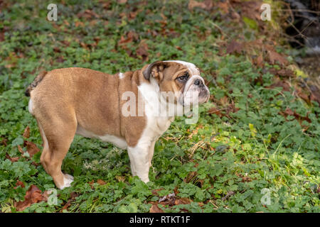 Issaquah, Washington, Stati Uniti d'America. Sei mesi Bulldog Inglese "" di petunia in posa il suo cantiere forestale, in piedi sul Ranuncolo strisciante fiori selvatici. (PR) Foto Stock