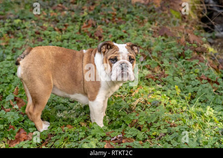 Issaquah, Washington, Stati Uniti d'America. Sei mesi Bulldog Inglese "" di petunia in posa il suo cantiere forestale, in piedi sul Ranuncolo strisciante fiori selvatici. (PR) Foto Stock