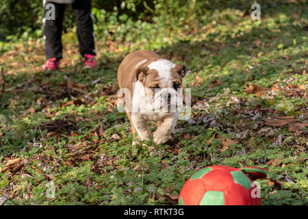 Issaquah, Washington, Stati Uniti d'America. Sei mesi Bulldog Inglese "" di Petunia rincorrere una sfera gettato nel suo cantiere forestale. (PR) Foto Stock