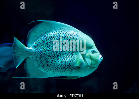 Francese (angelfish Pomacanthus parù) di solito si muove in coppie Foto Stock