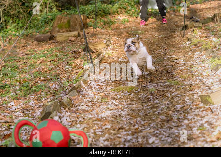 Issaquah, Washington, Stati Uniti d'America. Sei mesi Bulldog Inglese "" di Petunia rincorrere una sfera gettato nel suo cantiere forestale. (PR) Foto Stock