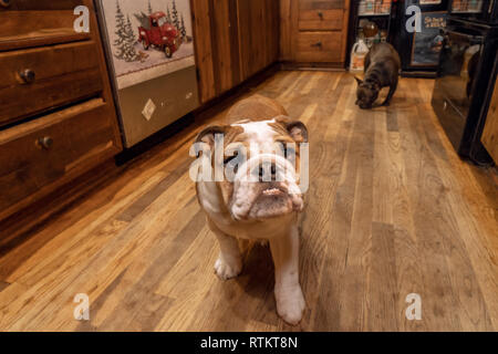 Issaquah, Washington, Stati Uniti d'America. Sei mesi Bulldog inglese 'Petunia a piedi nella sua cucina con un bulldog francese "" di arachidi in background. (PR) Foto Stock