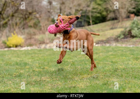 Issaquah, Washington, Stati Uniti d'America. Cinque mesi cucciolo Vizsla 'Pepe' in esecuzione nel suo cortile con un giocattolo duck nella sua bocca. Foto Stock