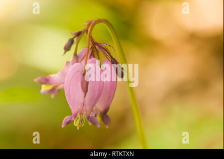 Issaquah, Washington, Stati Uniti d'America. Spurgo del Pacifico cuori (Dicentra formosa) fiori selvatici. Foto Stock